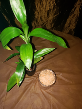 Load image into Gallery viewer, BODY BUTTER***Whipped Bali Mango Body Butter (organic/natural ingredients)