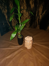 Load image into Gallery viewer, BODY BUTTER***Whipped Bali Mango Body Butter (organic/natural ingredients)